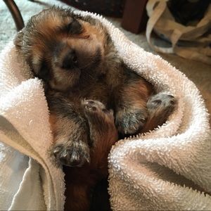 Meet your Posher, Lovie